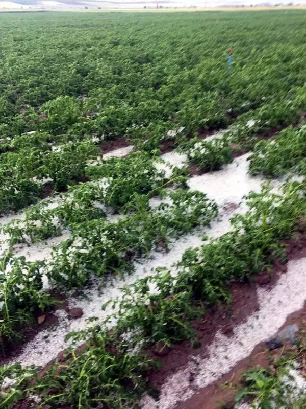 Afyon'da dolu tarım arazilerine zarar verdi Afyon'da dolu tarım arazilerine zarar verdi