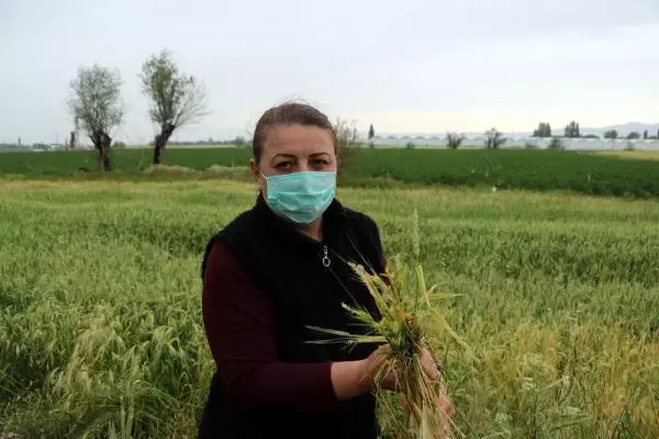 Afyon'da dolu tarım arazilerine zarar verdi Afyon'da dolu tarım arazilerine zarar verdi