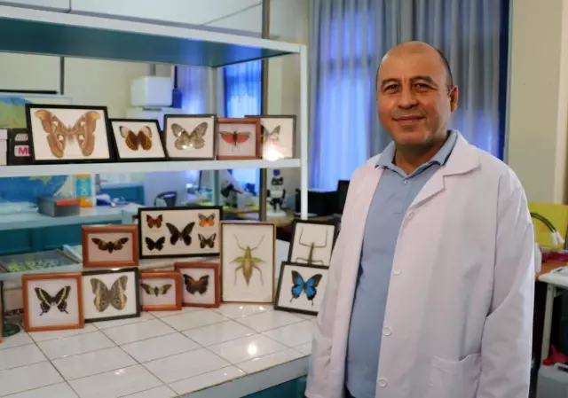 44 insect species, mostly hunter and agricultural useful, were discovered in Anatolia 44 insect species, mostly hunter and agricultural useful, were discovered in Anatolia