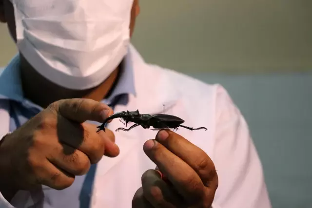 44 insect species, mostly hunter and agricultural useful, were discovered in Anatolia 44 insect species, mostly hunter and agricultural useful, were discovered in Anatolia