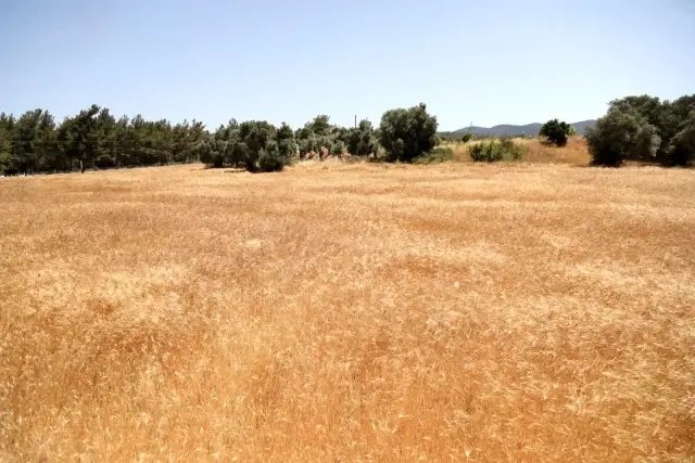 Ata tohumu Karakılçık Buğdayı'nın ilk hasadı Karaova'da yapıldı Ata tohumu Karakılçık Buğdayı'nın ilk hasadı Karaova'da yapıldı