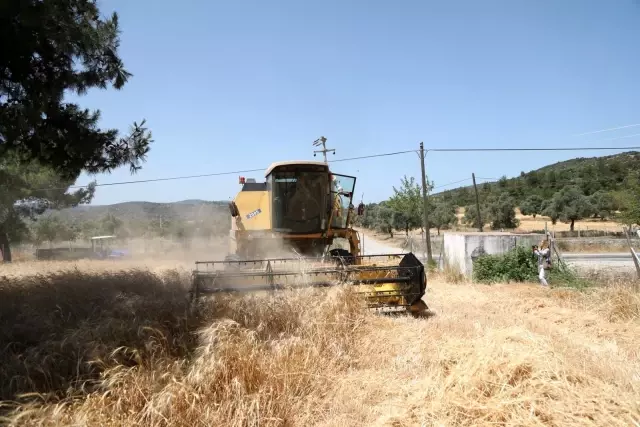 Ata tohumu Karakılçık Buğdayı'nın ilk hasadı Karaova'da yapıldı Ata tohumu Karakılçık Buğdayı'nın ilk hasadı Karaova'da yapıldı