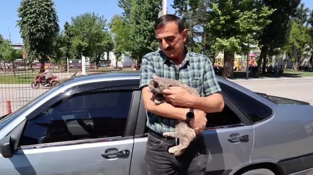 Son dakika haberi: Sattıkları aracın motor bölümüne giren kedi yavrusunu Düzce'de teslim aldılar Son dakika haberi: Sattıkları aracın motor bölümüne giren kedi yavrusunu Düzce'de teslim aldılar
