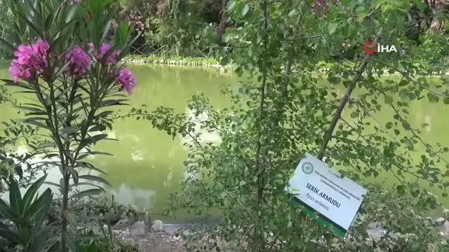 Botanik Bahçe 300 bitkiye ev sahipliği yapıyor Botanik Bahçe 300 bitkiye ev sahipliği yapıyor