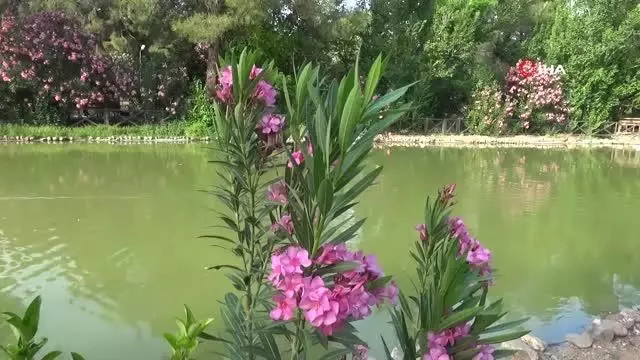 Botanik Bahçe 300 bitkiye ev sahipliği yapıyor Botanik Bahçe 300 bitkiye ev sahipliği yapıyor