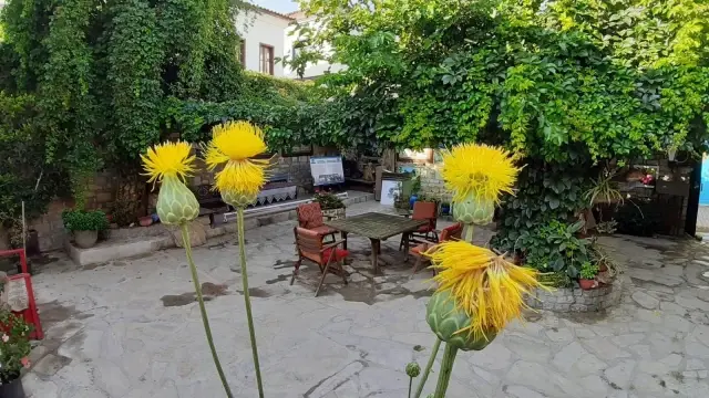 Aydın'da yetişen endemik bitki türü tülüşahları koparmanın cezası 73 bin TL Aydın'da yetişen endemik bitki türü tülüşahları koparmanın cezası 73 bin TL