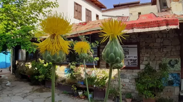 Kuşadası'nda yetişen endemik bitki türü tülüşahları koparmanın cezası 73 bin TL Kuşadası'nda yetişen endemik bitki türü tülüşahları koparmanın cezası 73 bin TL