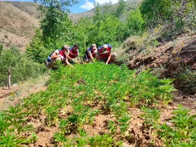 Son dakika haberi! Elazığ'da uyuşturucu tarlasına operasyon, 6 bin kök kenevir ele geçirildi Son dakika haberi! Elazığ'da uyuşturucu tarlasına operasyon, 6 bin kök kenevir ele geçirildi