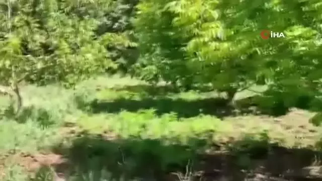 Son dakika haberi! Elazığ'da uyuşturucu tarlasına operasyon, 6 bin kök kenevir ele geçirildi Son dakika haberi! Elazığ'da uyuşturucu tarlasına operasyon, 6 bin kök kenevir ele geçirildi