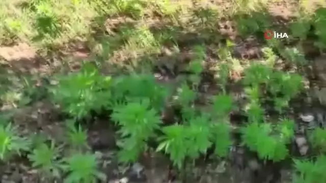 Son dakika haberi! Elazığ'da uyuşturucu tarlasına operasyon, 6 bin kök kenevir ele geçirildi Son dakika haberi! Elazığ'da uyuşturucu tarlasına operasyon, 6 bin kök kenevir ele geçirildi