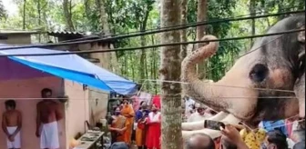 Hindistan'da ölen bakıcısını son kez görmek isteyen fil 24 kilometre yol yürüdü