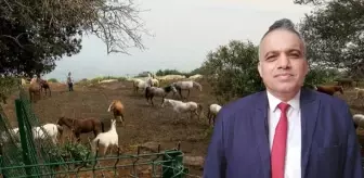 İBB'nin kayıp atlarının faturası Dörtyol Belediyesi Veteriner İşleri Müdürü'ne kesiliyor! Memurluktan çıkarılması isteniyor