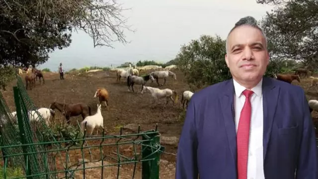 İBB'nin kayıp atlarının faturası Dörtyol Belediyesi Veteriner İşleri Müdürü'ne kesiliyor! Memurluktan çıkarılması isteniyor İBB'nin kayıp atlarının faturası Dörtyol Belediyesi Veteriner İşleri Müdürü'ne kesiliyor! Memurluktan çıkarılması isteniyor