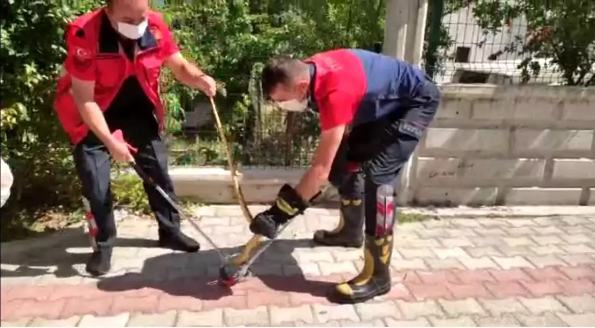 Isparta'da güllerin arasına saklanan yılan yakalanarak doğaya salındı
