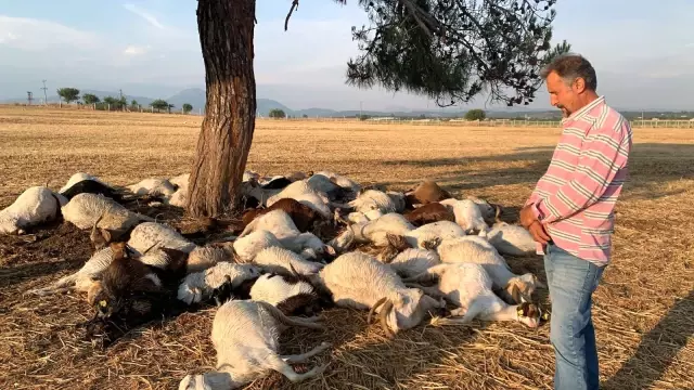İzmir'de yıldırım düştü, 55 küçükbaş hayvan telef oldu İzmir'de yıldırım düştü, 55 küçükbaş hayvan telef oldu