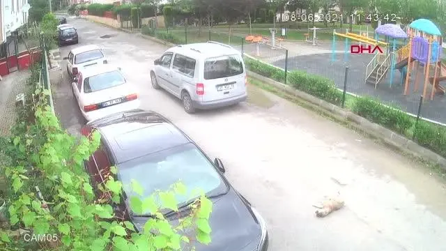 KÖPEĞİ EZEN SÜRÜCÜYE CEZA KÖPEĞİ EZEN SÜRÜCÜYE CEZA