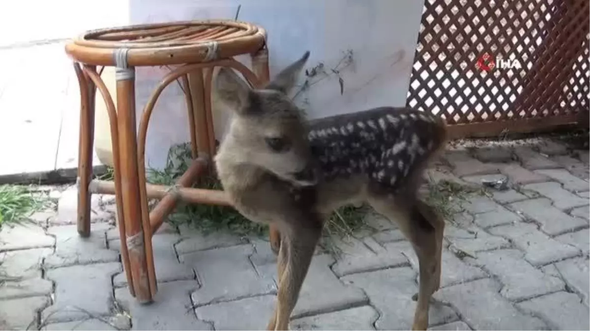 Köyde bulunan yavru karaca koruma altına alındı
