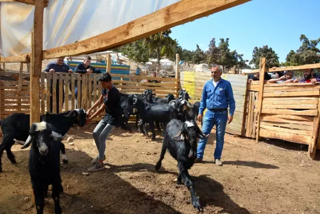 Kurbanlık satışları başladı Kurbanlık satışları başladı