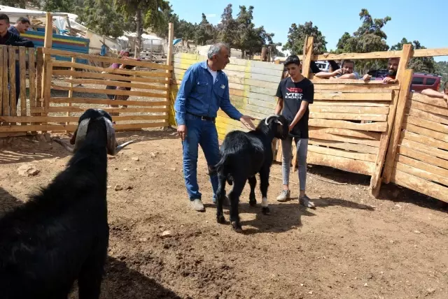 Kurbanlık satışları başladı Kurbanlık satışları başladı