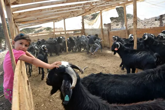 Kurbanlık satışları başladı Kurbanlık satışları başladı