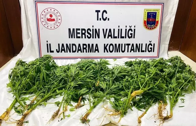 Son dakika... Mersin'de uyuşturucu operasyonu: 8 gözaltı Son dakika... Mersin'de uyuşturucu operasyonu: 8 gözaltı
