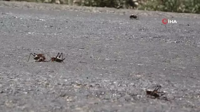 Muşlu çiftçilerin çekirge endişesi Muşlu çiftçilerin çekirge endişesi