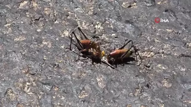 Muşlu çiftçilerin çekirge endişesi Muşlu çiftçilerin çekirge endişesi