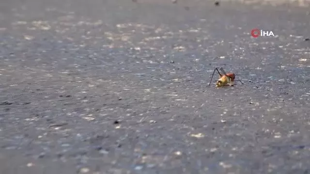 Muşlu çiftçilerin çekirge endişesi Muşlu çiftçilerin çekirge endişesi