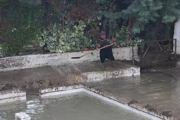 Sel sularıyla tarlalara sürüklenen balıkları topladılar (2)