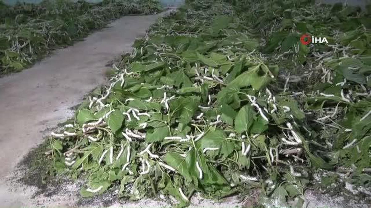 Tek bir kozadan tek parça halinde bin 500 metre uzunluğunda iplik üretiliyor