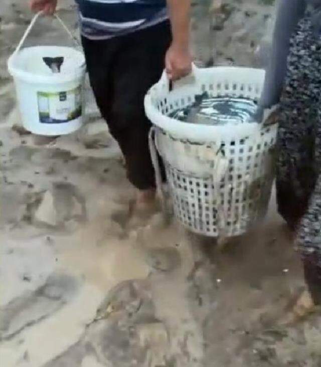 Tesisteki balıklar sel sularına kapıldı, vatandaşlar tarladan ürün yerine balık topladı