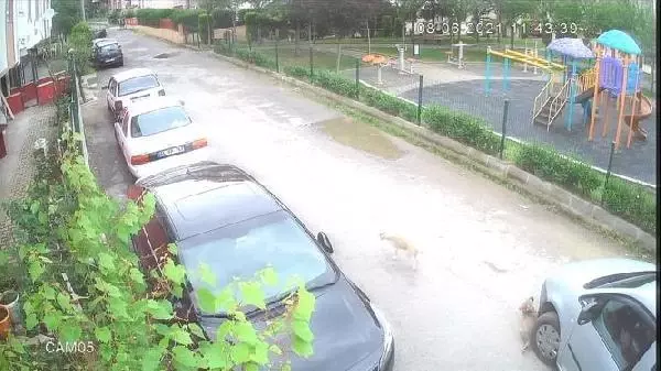 KÖPEĞİ EZEN SÜRÜCÜYE CEZA KÖPEĞİ EZEN SÜRÜCÜYE CEZA