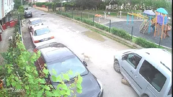 KÖPEĞİ EZEN SÜRÜCÜYE CEZA KÖPEĞİ EZEN SÜRÜCÜYE CEZA