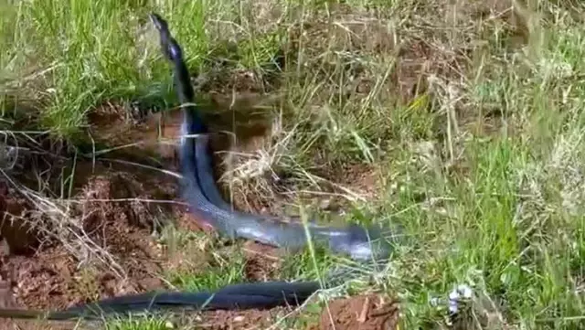 İki yılanın dansını gören çiftçi, hemen telefonunu çıkardı İki yılanın dansını gören çiftçi, hemen telefonunu çıkardı