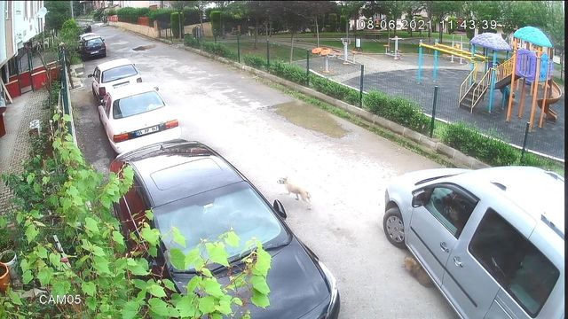 yolda oynayan yavru kopegi ezip yoluna devam 14191830 o