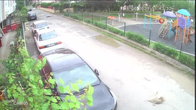 yolda oynayan yavru kopegi ezip yoluna devam 2 14190976 o