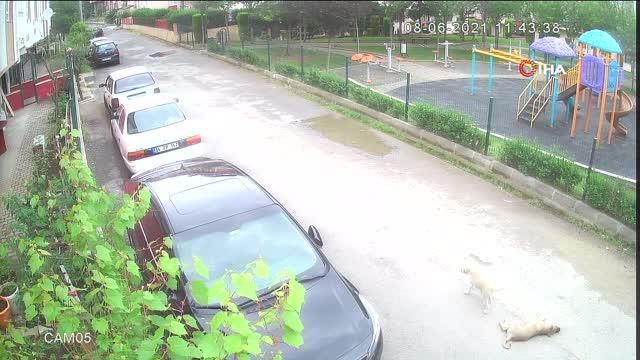 yolda oynayan yavru kopegi ezip yoluna devam 3 14190976 o