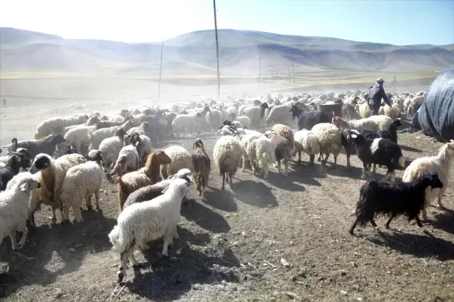 30 koyunla başladı, devlet desteğiyle çiftlik kurdu 30 koyunla başladı, devlet desteğiyle çiftlik kurdu