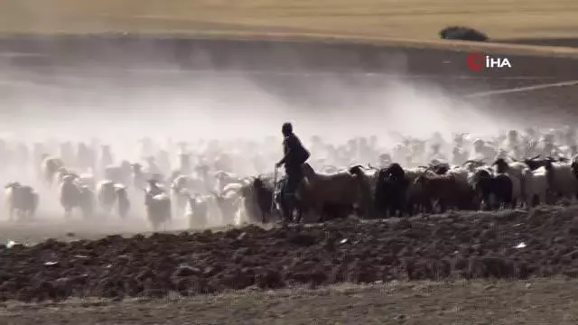 30 koyunla başladı, devlet desteğiyle çiftlik kurdu 30 koyunla başladı, devlet desteğiyle çiftlik kurdu