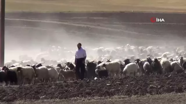 30 koyunla başladı, devlet desteğiyle çiftlik kurdu 30 koyunla başladı, devlet desteğiyle çiftlik kurdu