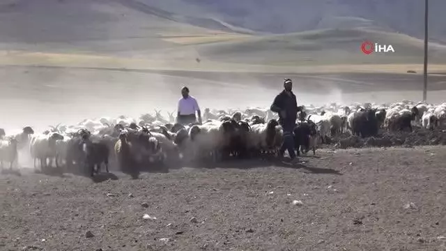 30 koyunla başladı, devlet desteğiyle çiftlik kurdu 30 koyunla başladı, devlet desteğiyle çiftlik kurdu