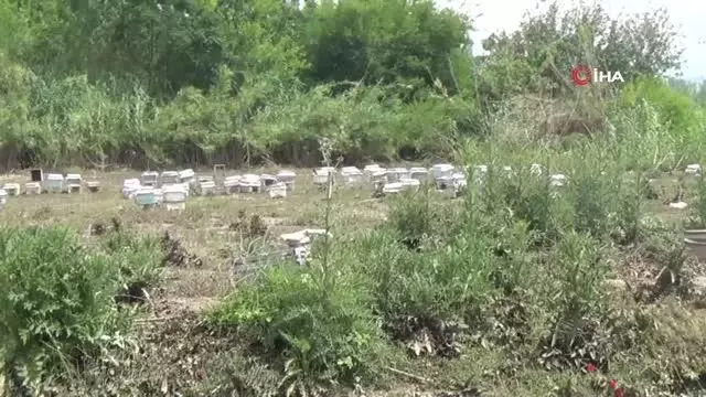400 kovan arısı sele kapıldı, zararı 1 milyon lira 400 kovan arısı sele kapıldı, zararı 1 milyon lira