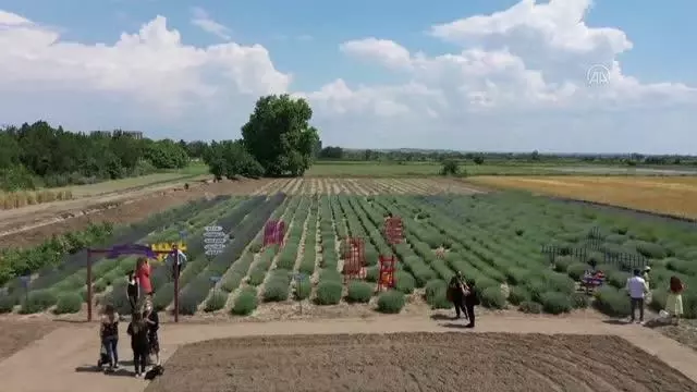 5 gün sürecek 'lavanta' kokulu tarla günleri etkinlikleri başladı (2) 5 gün sürecek 'lavanta' kokulu tarla günleri etkinlikleri başladı (2)