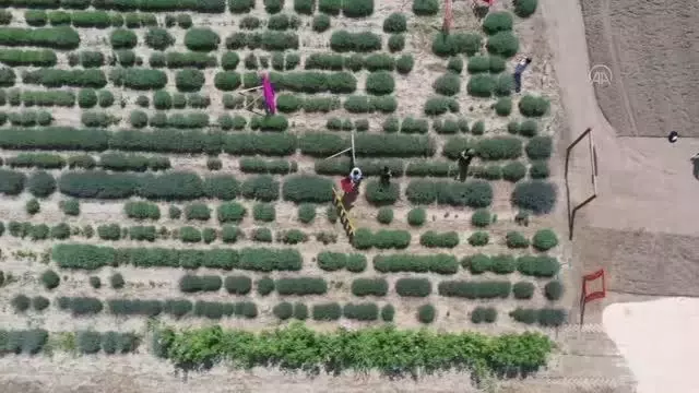 5 gün sürecek 'lavanta' kokulu tarla günleri etkinlikleri başladı (2) 5 gün sürecek 'lavanta' kokulu tarla günleri etkinlikleri başladı (2)