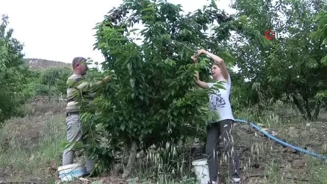 Adına festivaller düzenlenen Saimbeyli kirazında hasat başladı Adına festivaller düzenlenen Saimbeyli kirazında hasat başladı
