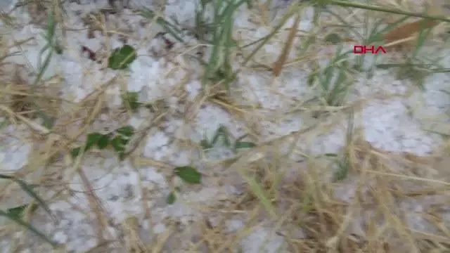 AFYON'DA DOLU TARIM ARAZİLERİNE ZARAR VERDİ AFYON'DA DOLU TARIM ARAZİLERİNE ZARAR VERDİ