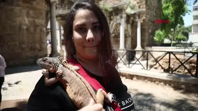 ANTALYA İGUANASIYLA ŞEHRİ TURLADI ANTALYA İGUANASIYLA ŞEHRİ TURLADI