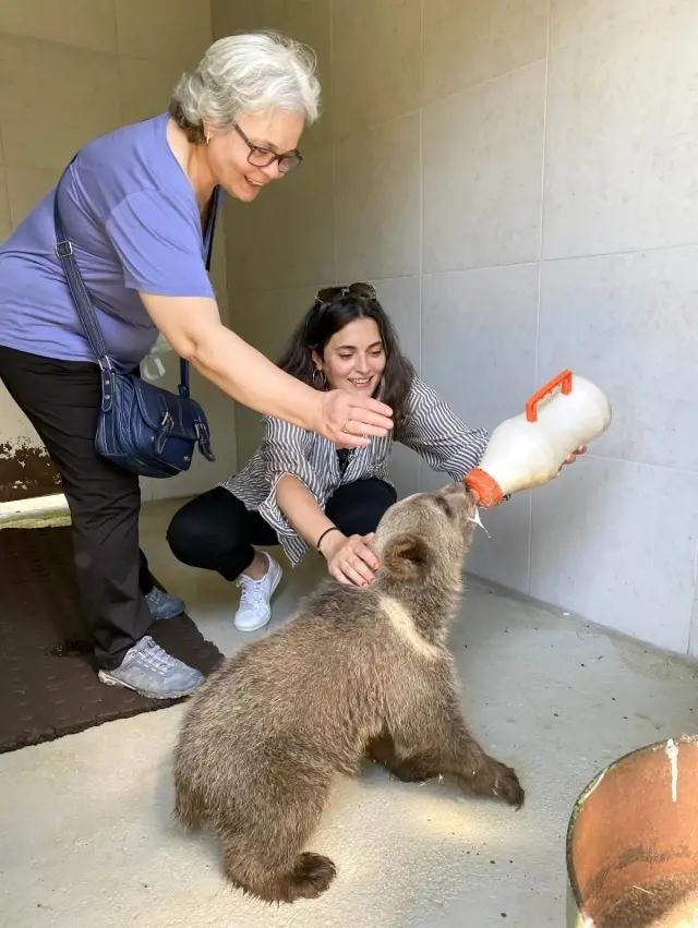 Aslıhan Gürbüz ayıyı biberonla besledi Aslıhan Gürbüz ayıyı biberonla besledi