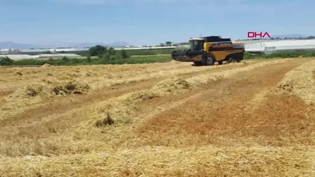 AÜ ZİRAAT, BUĞDAY HASADINDA REKOR KIRDI AÜ ZİRAAT, BUĞDAY HASADINDA REKOR KIRDI