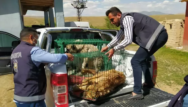 Başkale'de yaralı halde bulunan iki köpek tedavi altına alındı Başkale'de yaralı halde bulunan iki köpek tedavi altına alındı